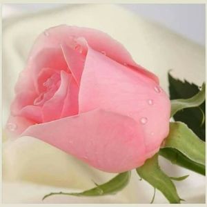 Meet your Posher, Rosa